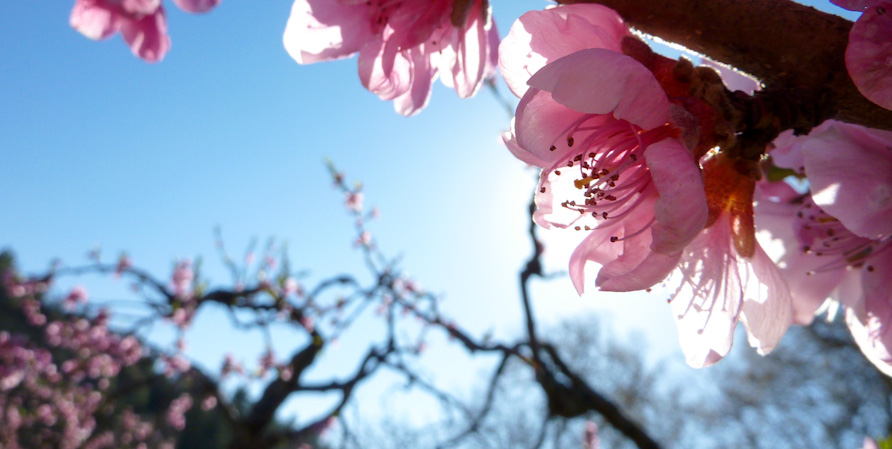 Blossom © Copyright 2012 Arjun Rooding